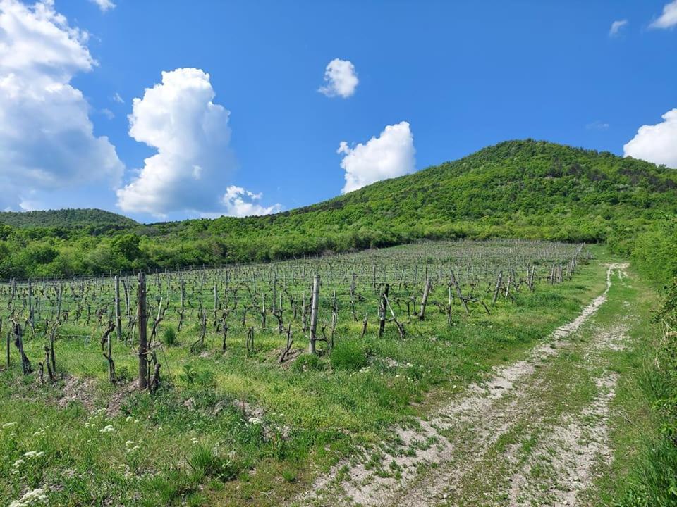 Апартаменты Via Tokaj Vendeghaz Шаторальяуйхей Экстерьер фото